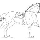 Beautiful Race Horse coloring page