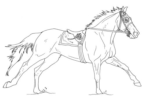 Beautiful Race Horse coloring page