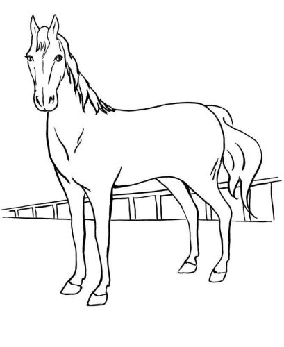 Race Horse Standing coloring page